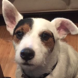 Meet your Posher, Tony